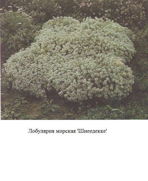 фото Лобулярия морская 'Шнеедекке' 